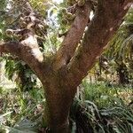 Ficus auriculata Bark