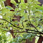 Castanea dentata Leaf