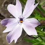 Phlox subulataFlower