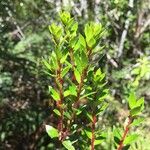 Gaultheria mucronata Outro