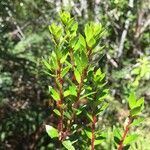 Gaultheria mucronata Other