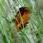 Equisetum arvense Blad