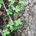 Peperomia tetraphyllaبرگ