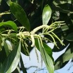 Acacia mangium Blomma