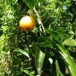 Ximenia americana Fruit