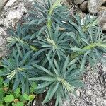 Euphorbia characias Листок