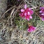 Saxifraga retusa Hábitos