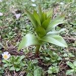 Fritillaria imperialisFolla