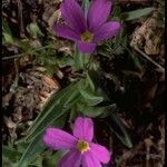 Primula angustifolia Staniste