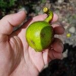 Ficus crassiuscula Fruto
