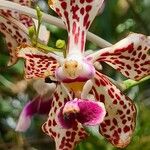 Vanda tricolor Kwiat