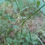 Asperula tinctoria Blad