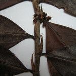 Erythroxylum mucronatum Otro