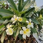 Plumeria obtusa Flor