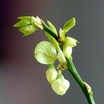 Vaccinium myrtillus Floare