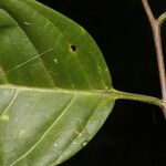 Prunus subcorymbosa