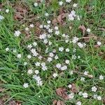 Stellaria palustrisFlor