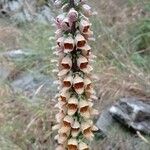 Digitalis ferruginea Blüte