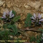 Astragalus glaux Çiçek