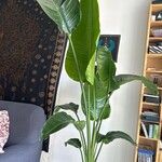 Strelitzia nicolai Φύλλο
