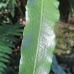 Campyloneurum nitidum Hoja