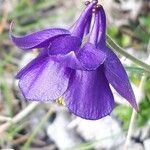 Aquilegia einseleana Flower
