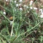 Matricaria chamomilla Blatt