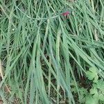 Hesperantha coccinea Leaf