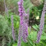 Elsholtzia stauntonii Flor