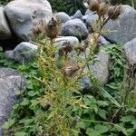 Cirsium vulgare Flower