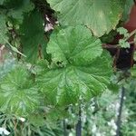 Pelargonium odoratissimum Leaf