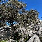 Quercus rotundifolia Habit