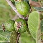 Psidium guineense 果