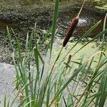 Typha latifolia Habit