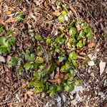 Asarum europaeum Blad