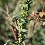 Adenocarpus complicatus Blatt