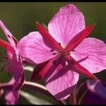 Chamerion latifolium Blodyn