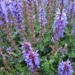 Salvia nemorosa Квітка