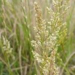 Agrostis stolonifera Fleur