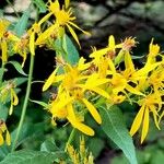 Senecio ovatus Flower