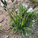 Phleum alpinum ഇല