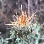 Centaurea ornata Blodyn