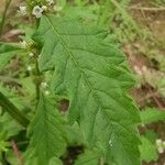 Lycopus europaeus Leaf