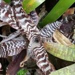 Cryptanthus zonatus Blad