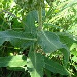 Asclepias viridiflora पत्ता