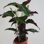 Goeppertia undulata 葉