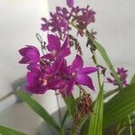 Spathoglottis unguiculata Flower