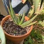 Aloe vryheidensis Hoja