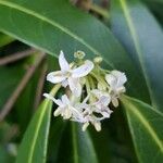 Osmanthus decorus Квітка