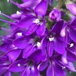 Veronica × andersonii ফুল